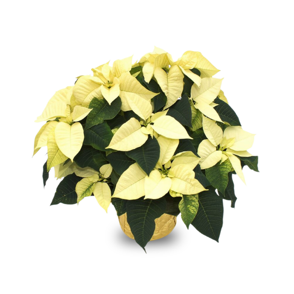 6.5" Poinsettia - White